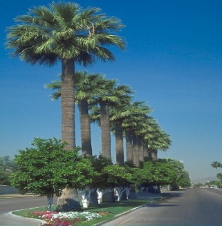 California fan palm trees