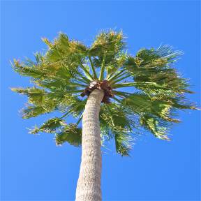 Mexican Fan Palm (Washingtonia robusta)