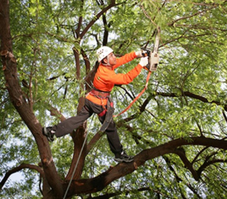Tree Trimming