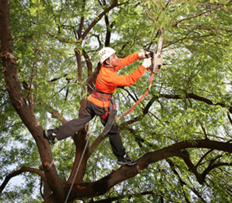 Tree Care Services | Tree Doctors