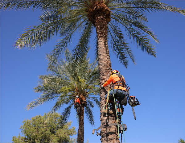 Passionate about the science of tree care