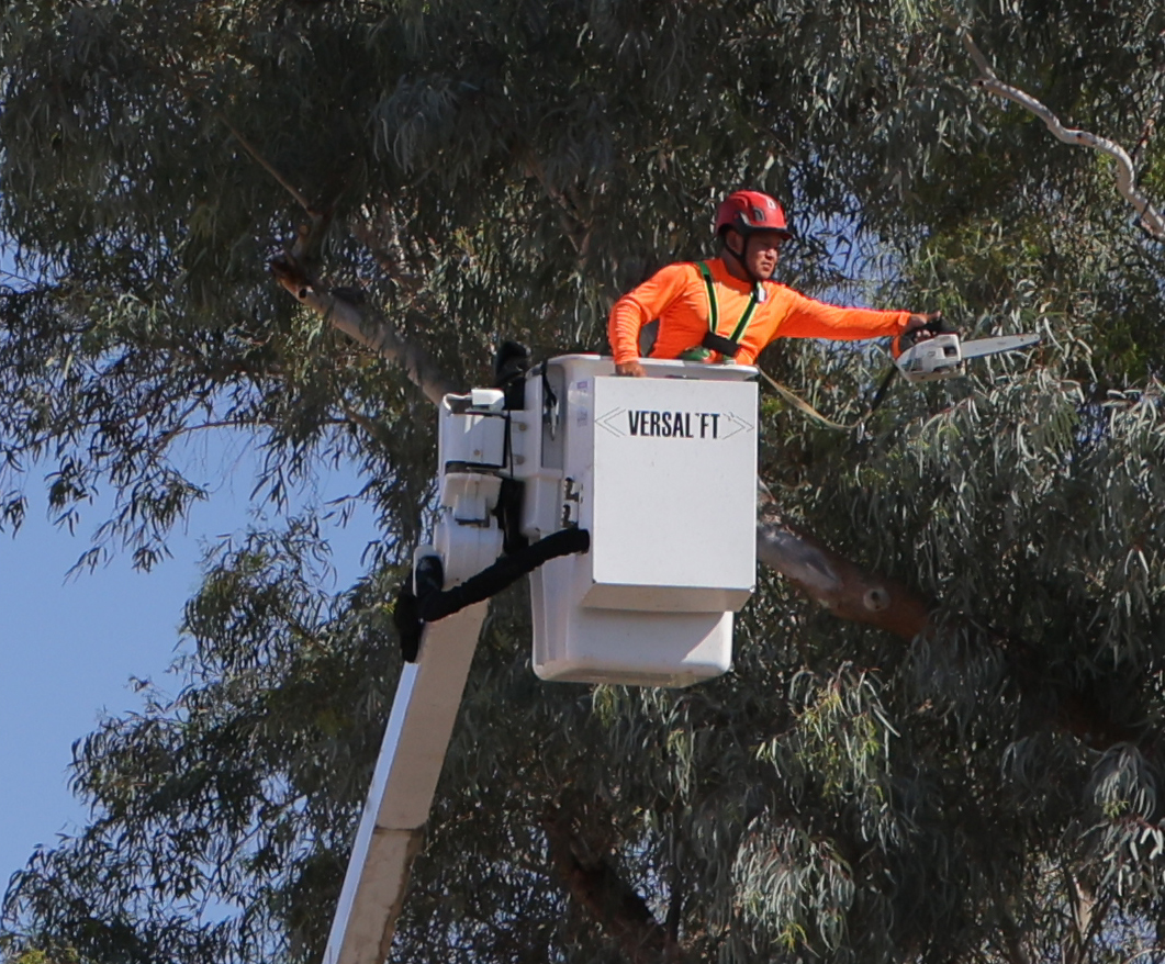 Tree Doctor Machine Reviews | Tree Doctors