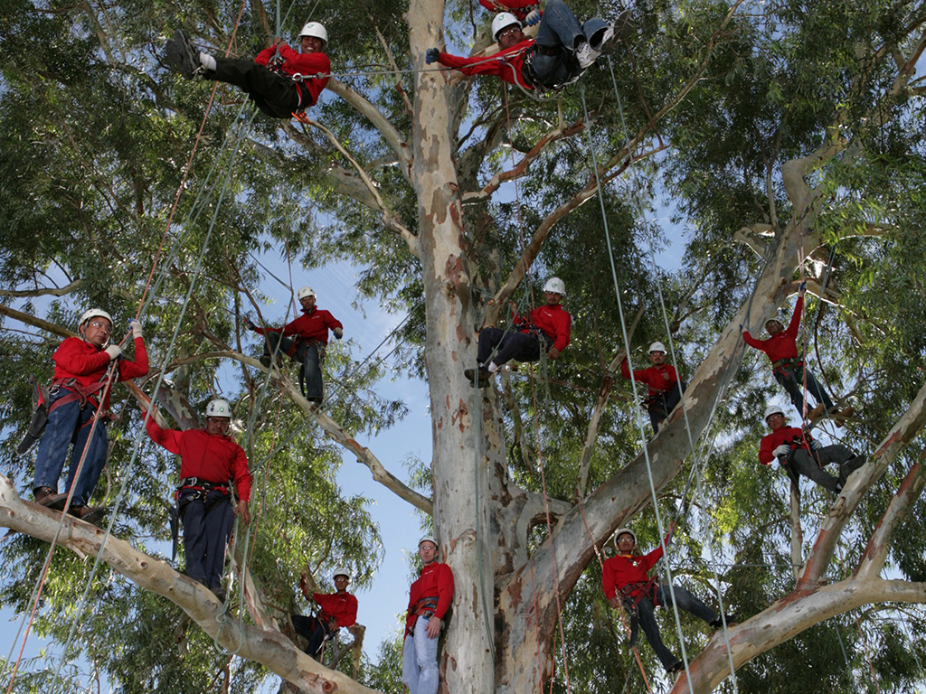 Tree Doctors Arizona tree service, Arizona tree trimming, Arizona
